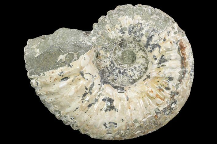Tractor Ammonite (Douvilleiceras) Fossil - Madagascar #126064